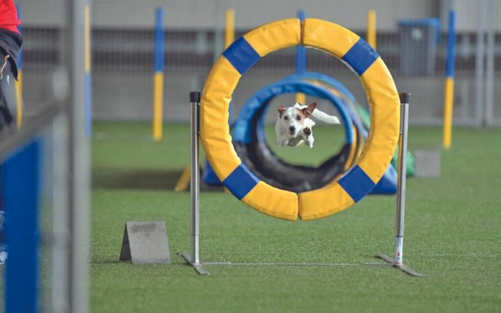 World Agility Championship 2023