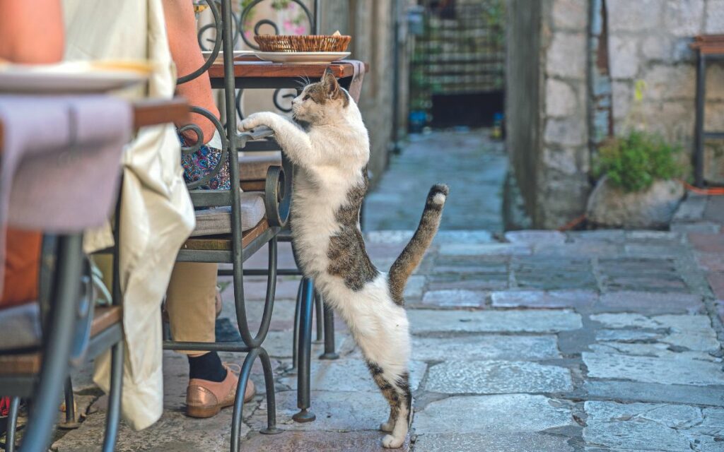 Cattaro, la città dei gatti