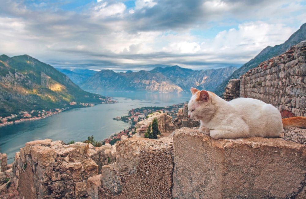 Cattaro, la città dei gatti