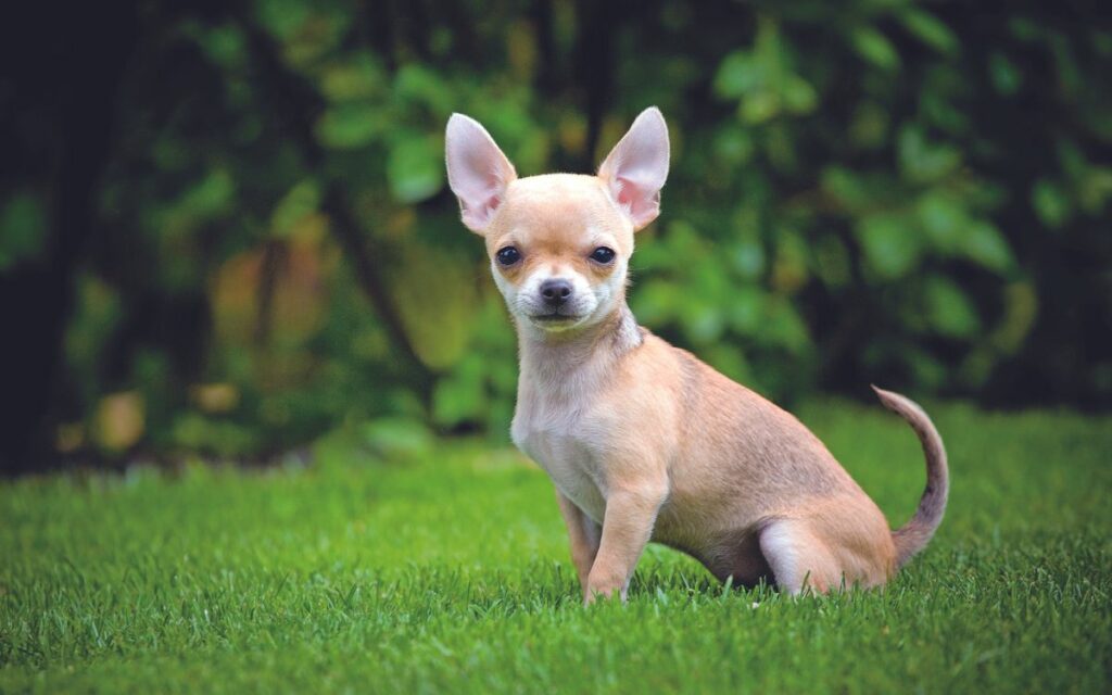 Chihuahua