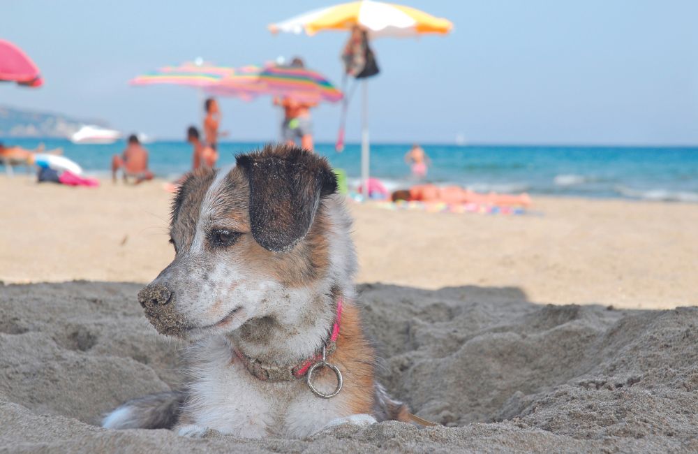 Il cane e l'estate