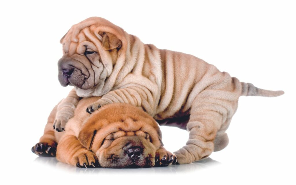 Shar Pei