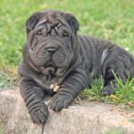 Shar Pei