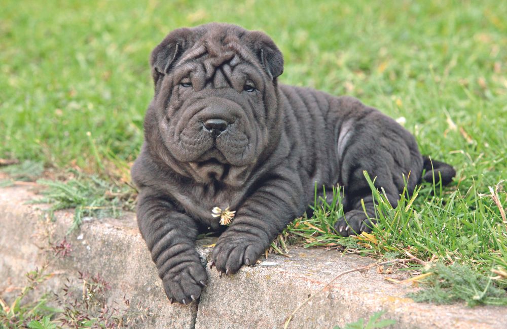 Shar Pei