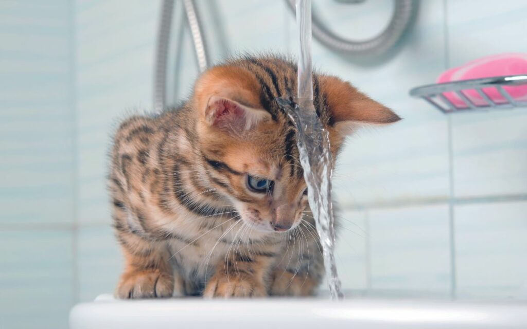 Il gatto ama l'acqua?