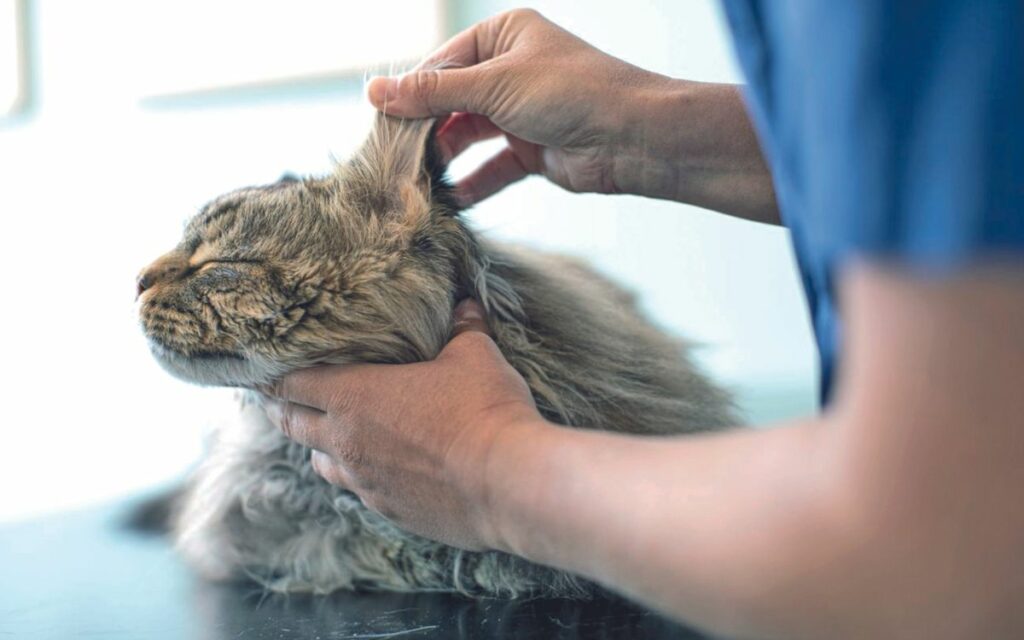 Dermatologia veterinaria: le patologie più comuni