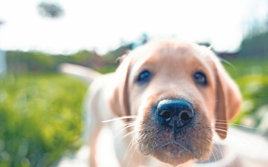 Fido percepisce le radiazioni termiche