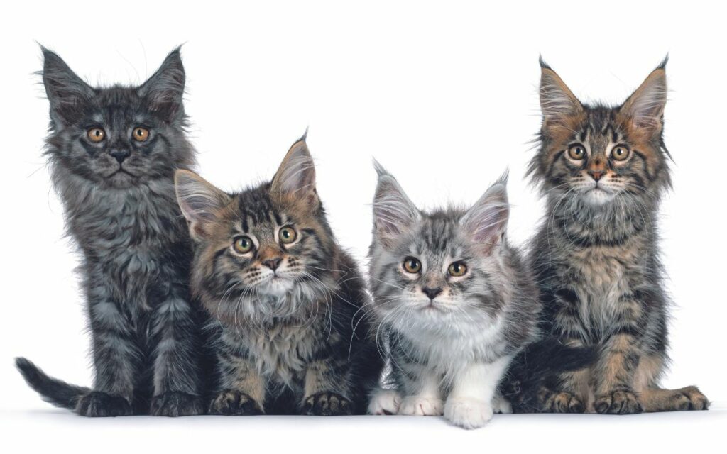 Maine Coon