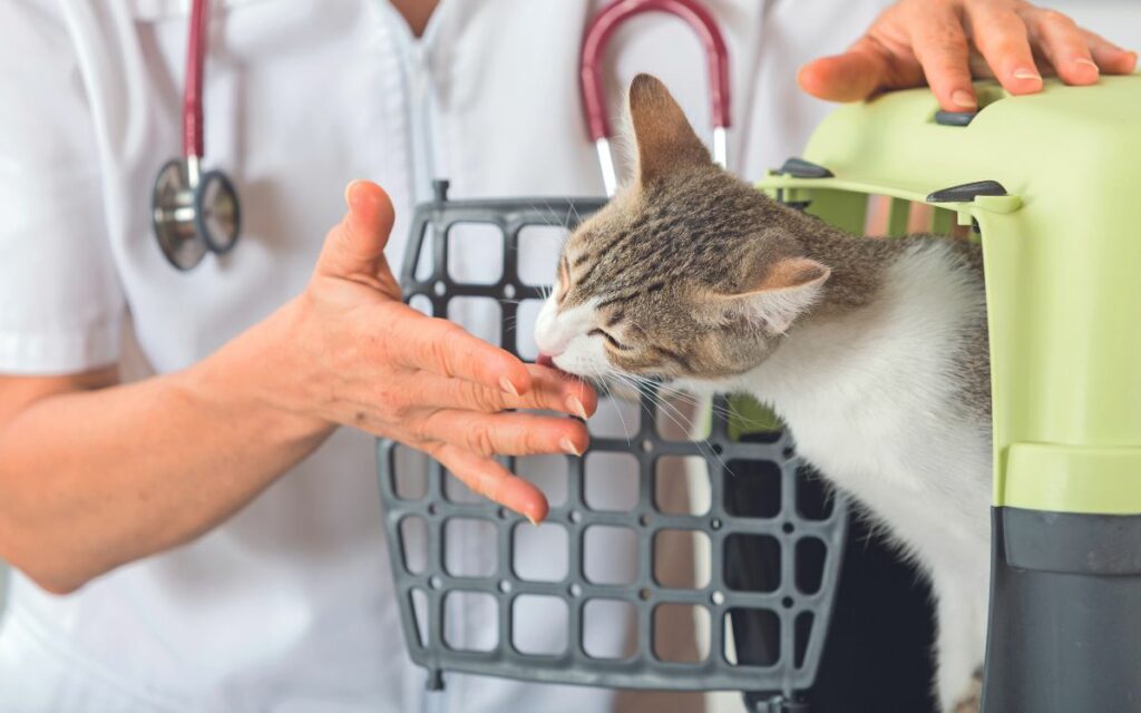 Micio odia il veterinario?