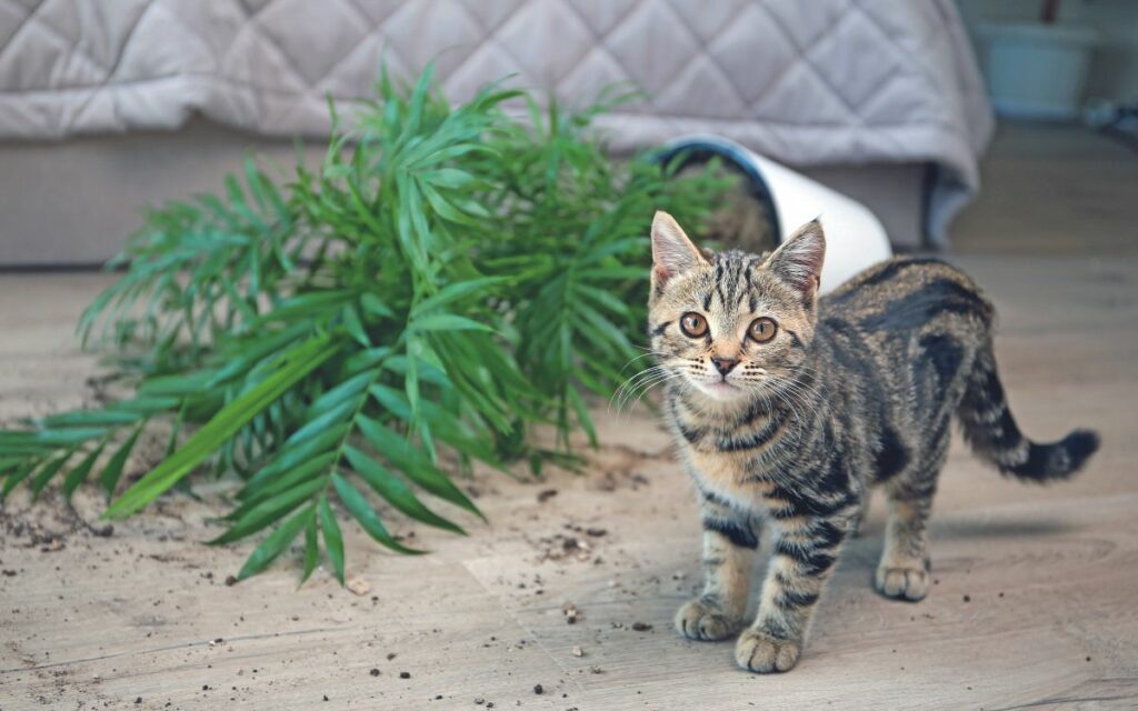 Il gatto corre all'impazzata