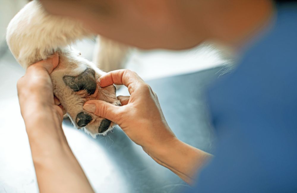 Dermatologia veterinaria: le patologie più comuni