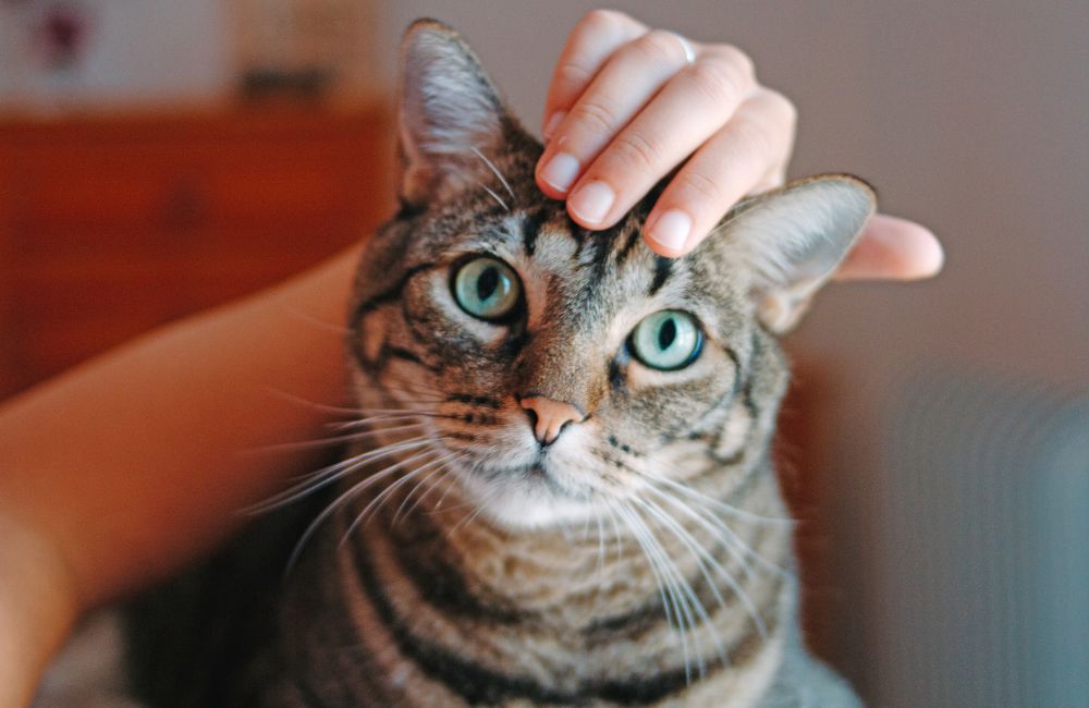 Gatti dal palato difficile, sfidiamoli con Schesir!