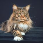 Maine Coon