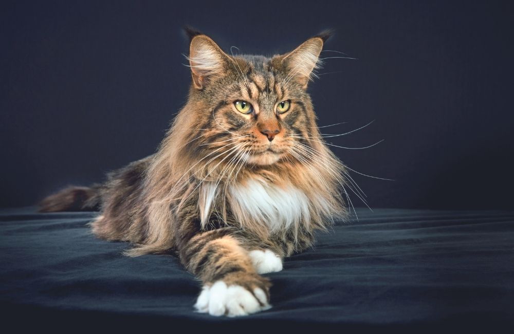 Maine Coon