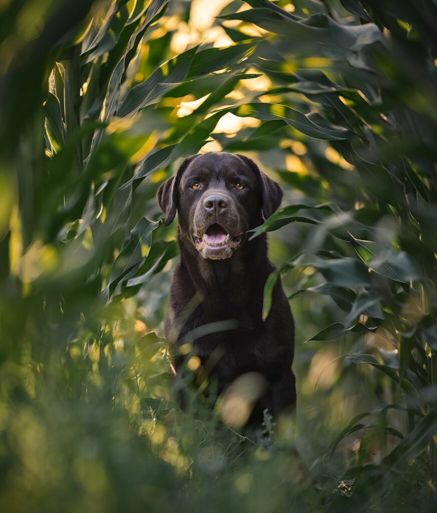 Dog Photography, la mostra al Prunaro di Budrio (Bo)