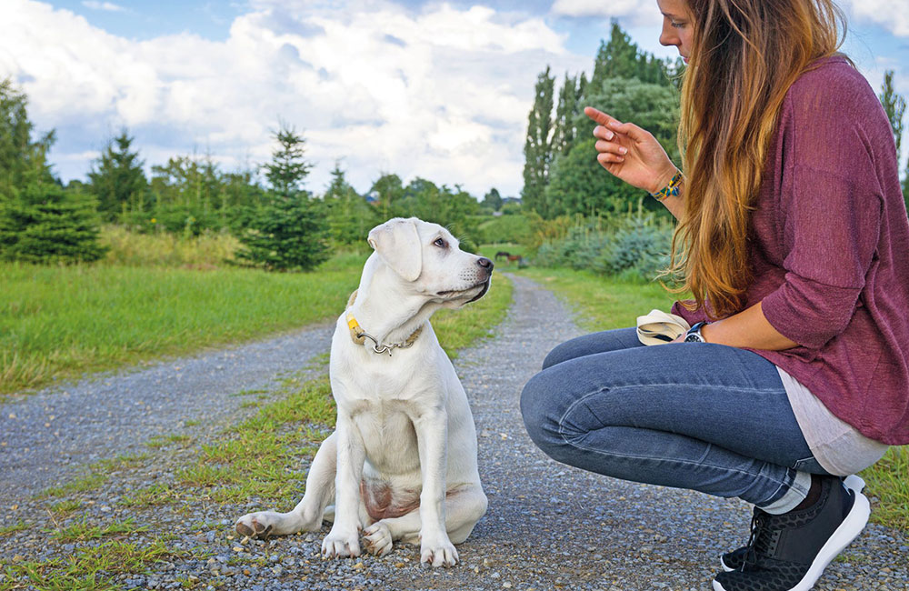 Le abitudini del cane