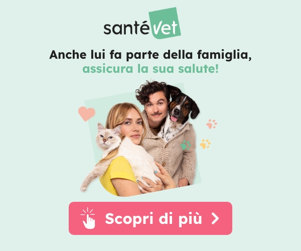 Adozione cane: Romano ha urgente bisogno di una famiglia
