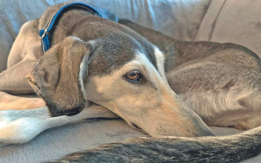 Le adozioni del cuore - Saluki