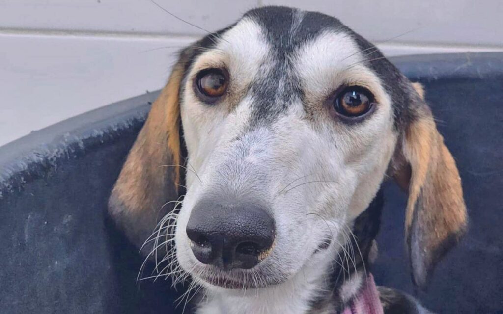 Le adozioni del cuore - Saluki