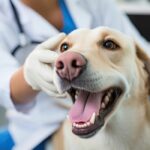 Cani e gatti, la salute parte dal sorriso