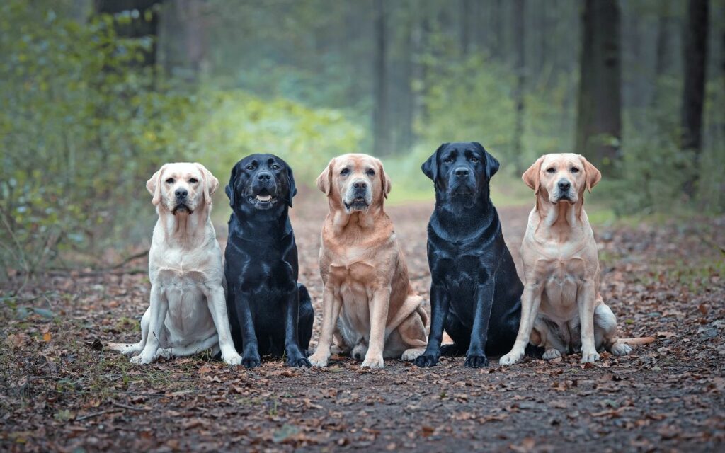 Labrador Retriever