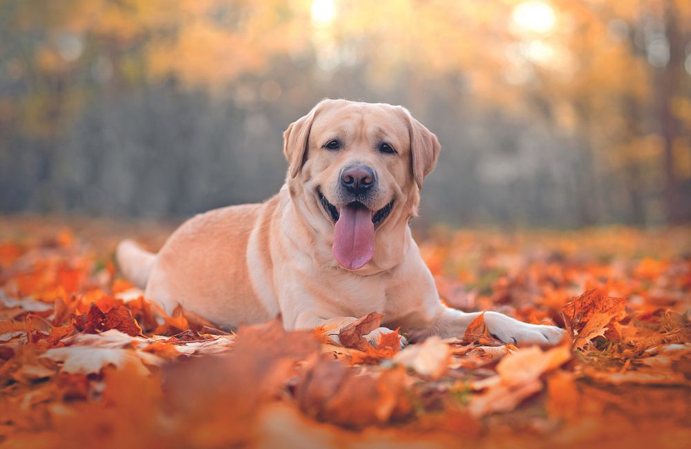 Labrador Retriever