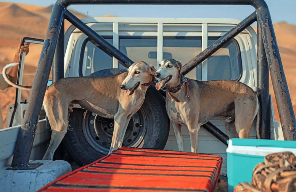 Le adozioni del cuore - Saluki