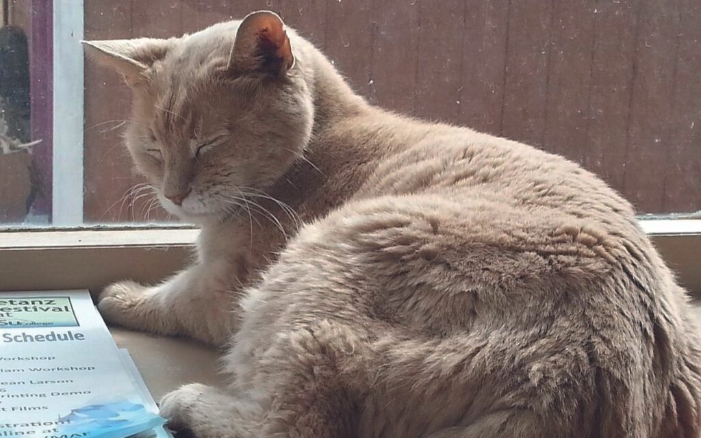 Stubbs, gatto sindaco onorario di Talkeetna, Alaska