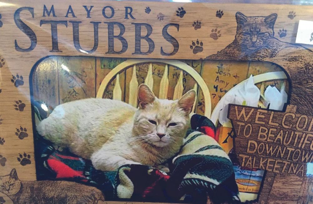 Stubbs, gatto sindaco onorario di Talkeetna, Alaska