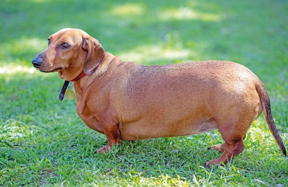 L'obesità non è solo una questione estetica