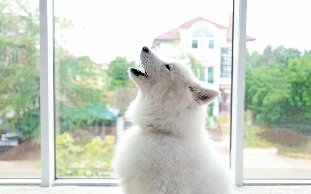 Cane bianco che ulula