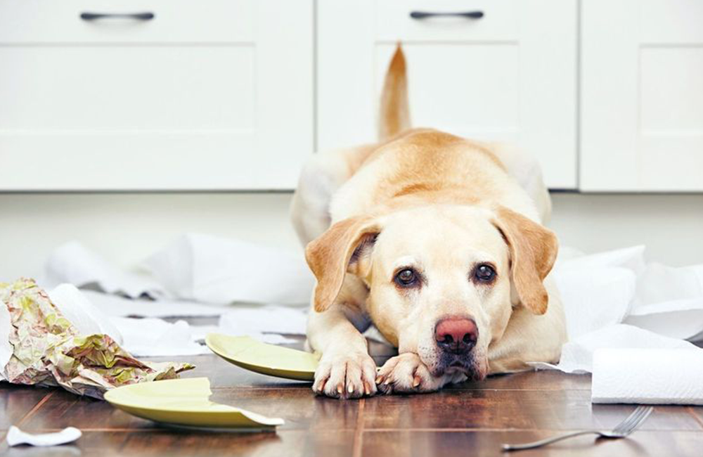 Labrador rompe dei piatti in cucina