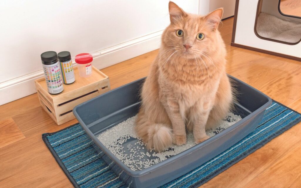 Le malattie renali del cane e del gatto