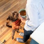 Cani small e mini, il benessere parte dalla ciotola
