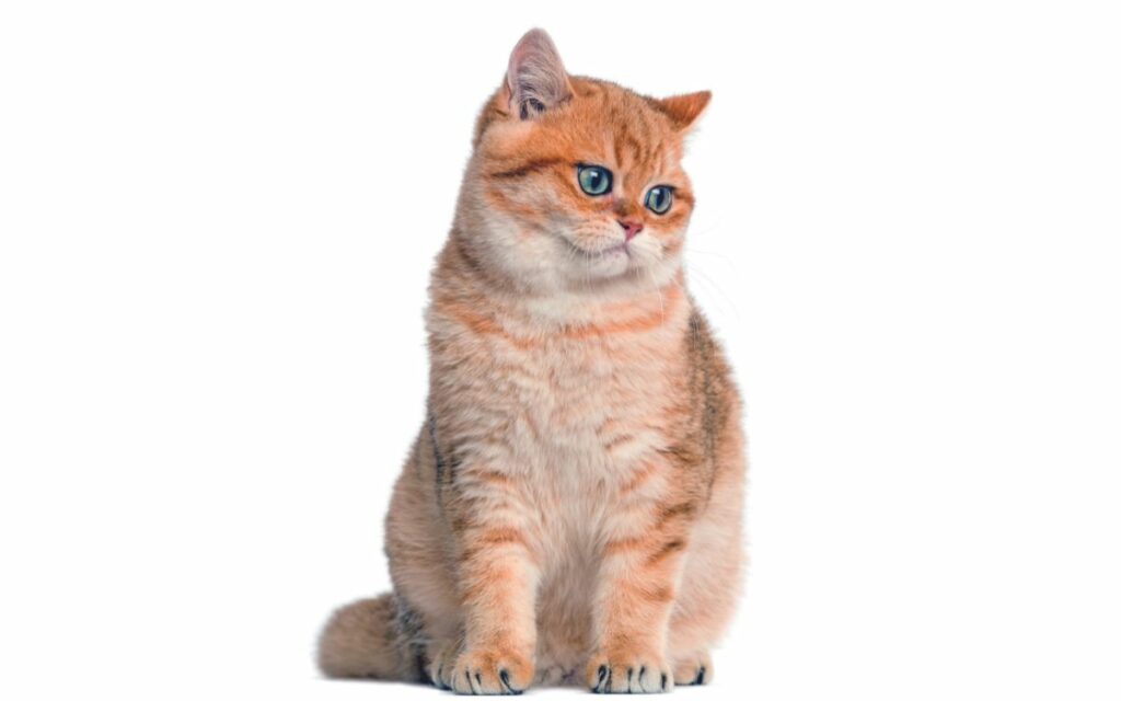 Comportamento British Shorthair