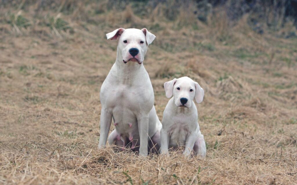 Dogo Argentino