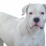 Dogo Argentino