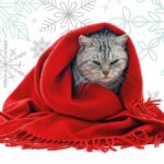 Gatti e freddo: proteggiamo le loro articolazioni!