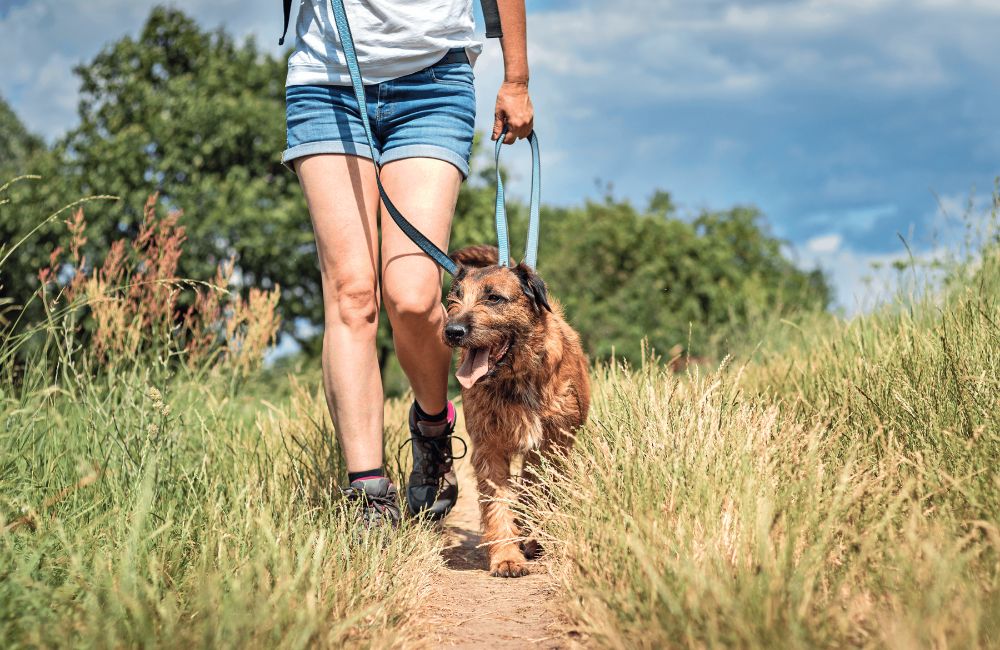 Il cane deve fare moto