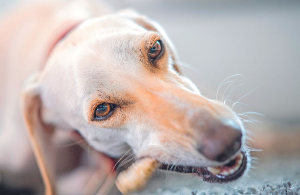 Un Saluki di nome Mazyoon