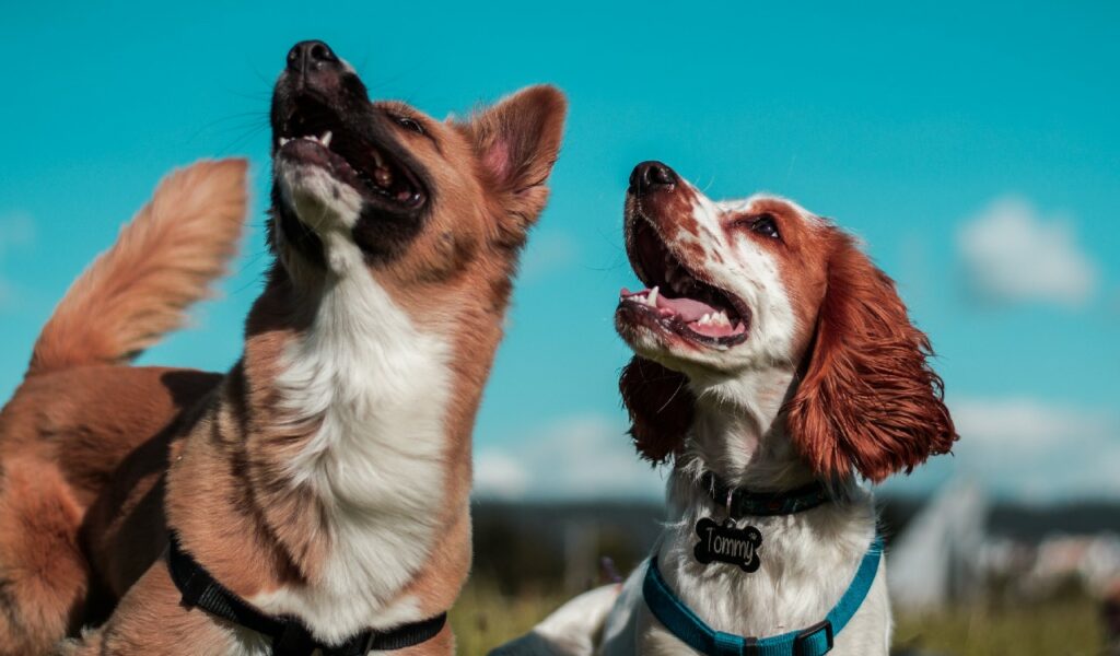 Cani amici fedeli