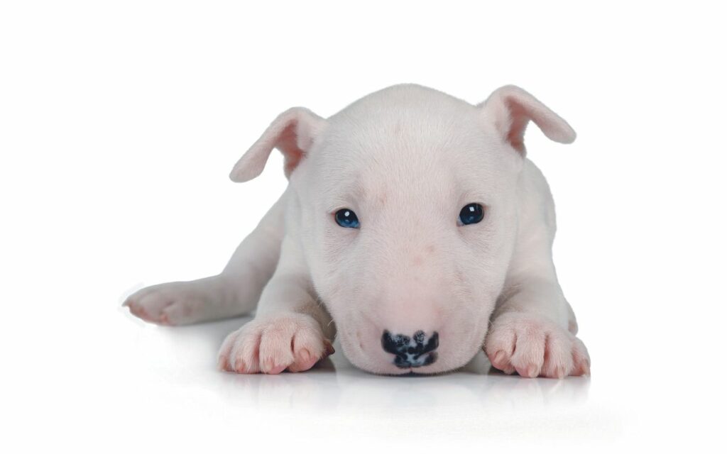 Bull Terrier