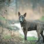 Bull Terrier