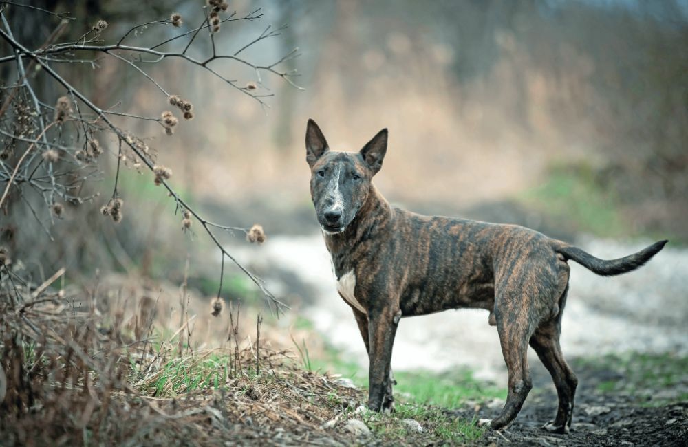 Bull Terrier