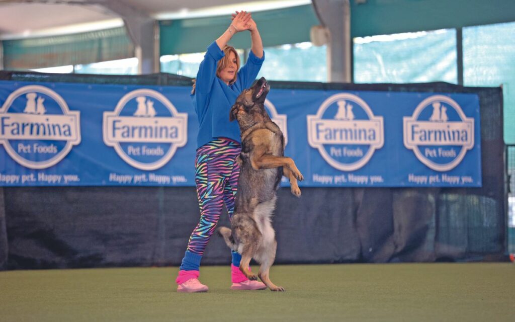 Dog Dance, Italia "asso piglia tutto"