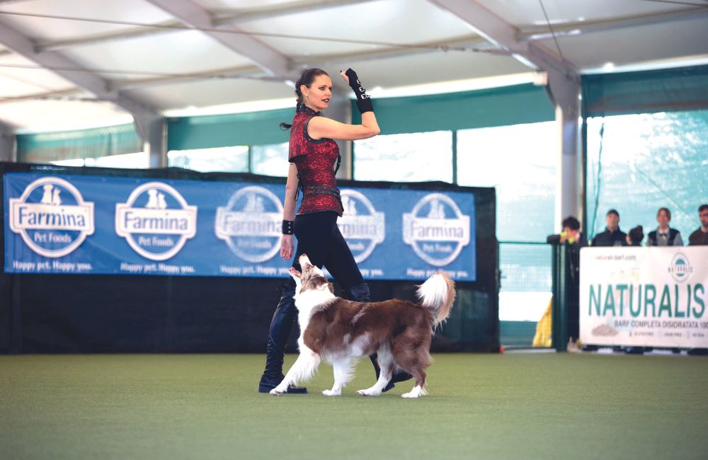 Dog Dance, Italia "asso piglia tutto"