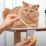 Reni: i punti deboli della salute del gatto