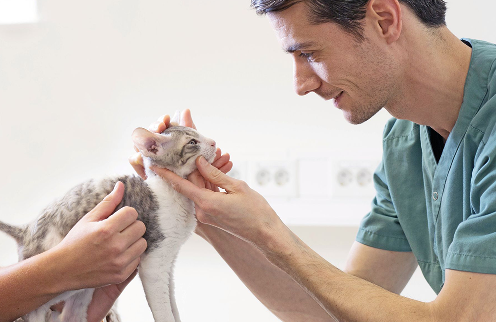Veterinario visita un gatto