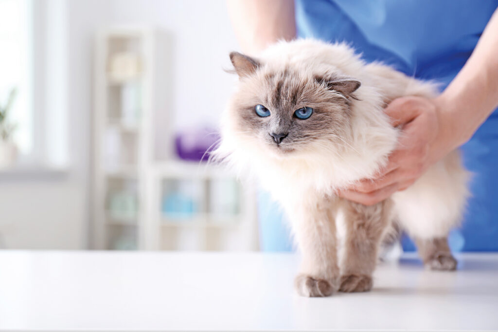 Come curare l'intestino dei nostri pet