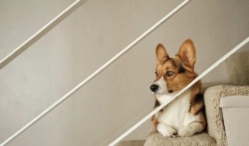 Cane seduto sulle scale